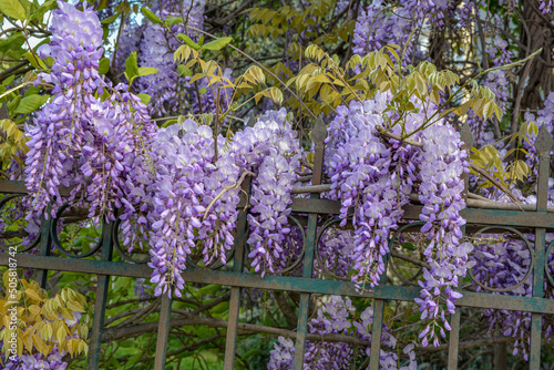 wisteria, glicinia flowering wine in the garden photo