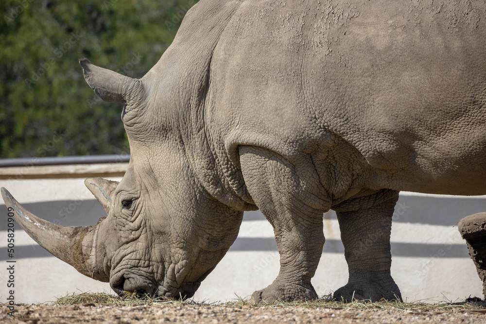 Obraz premium beautiful white rhinos in a paddock