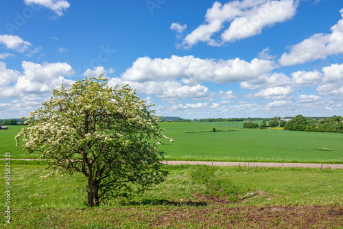 Flowering single tree in a beautiful country landscape at summer