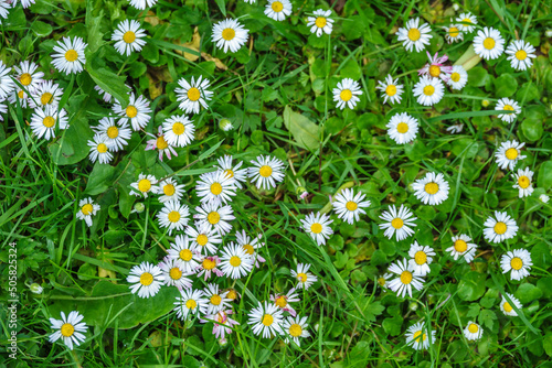 Flowering Daisy flowers in a lawn