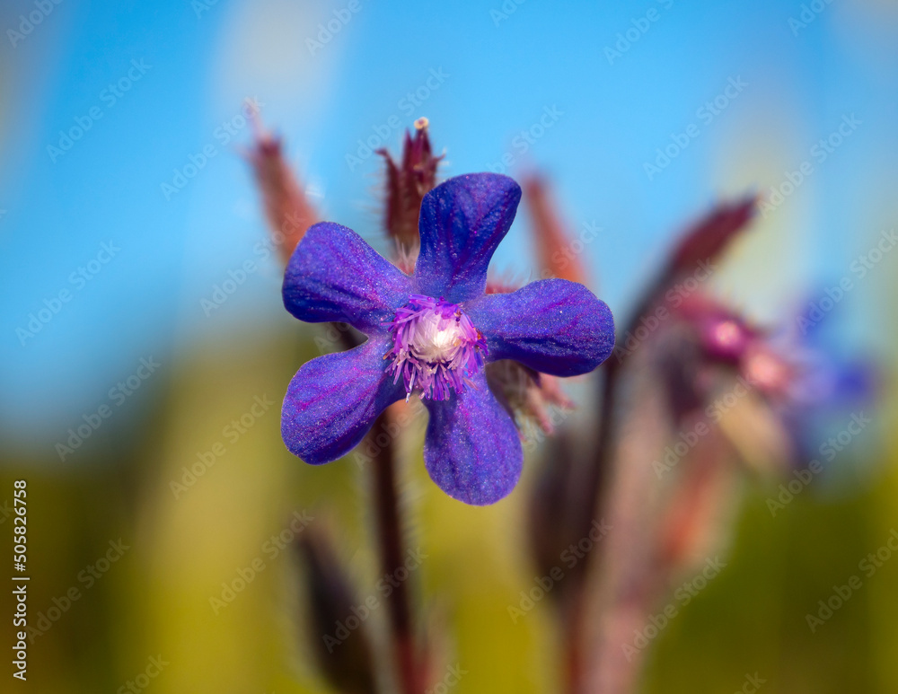Fotografie Purple flower Anchusa azurea in Greece