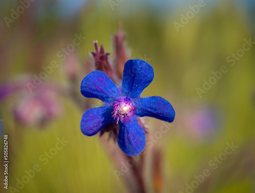 Purple flower Anchusa azurea in Greece