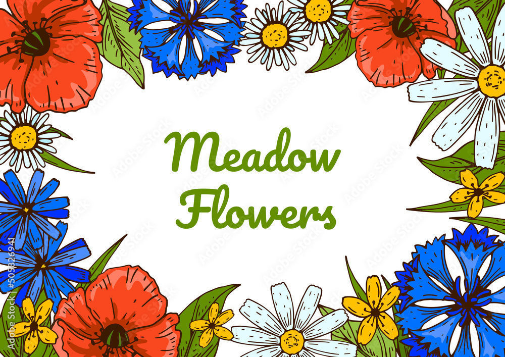 Wildflowers botany design. Colorful hand drawn vector illustration. Summer background