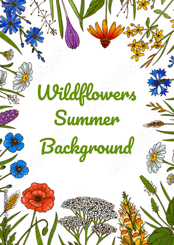 Wildflowers botany design. Colorful hand drawn vector illustration. Summer background