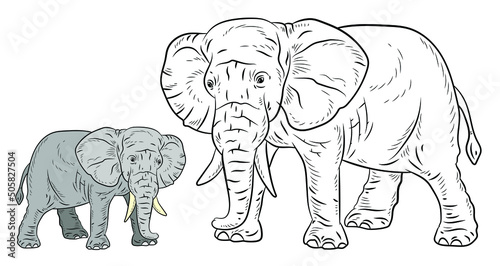 Fototapeta Naklejka Na Ścianę i Meble -  Animals. Black and white image of a large elephant, coloring book for children. Vector image.