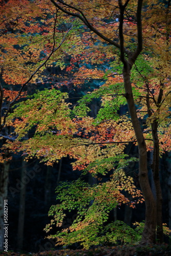 Japanese autumn leaves produced by maple