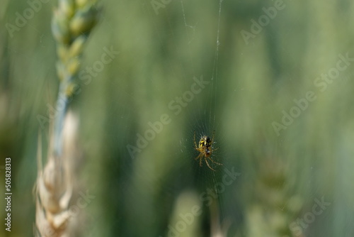 FU 2021-06-25 Parktour 11 Zwischen Getreideähren ist ein Spinnennetz photo