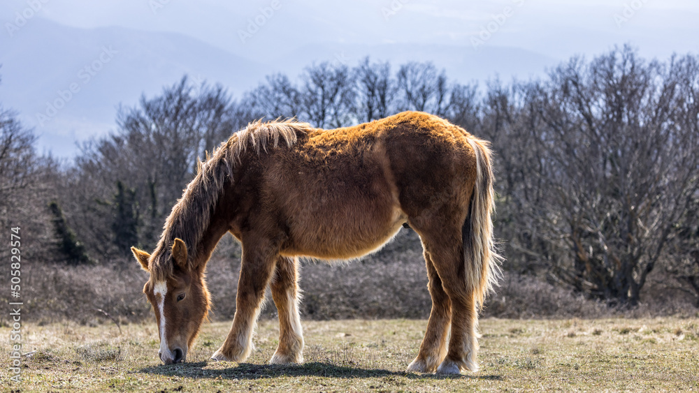 Φωτογραφία Horse in freedom on a mountain in the South of the French Alps