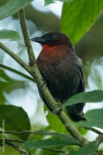 Red-throated Ant Tanager (Habia fuscicauda) perched on a branch looking for prey photo