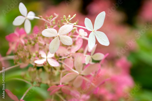 Hydrangea flowers with four petals on blurred background close up