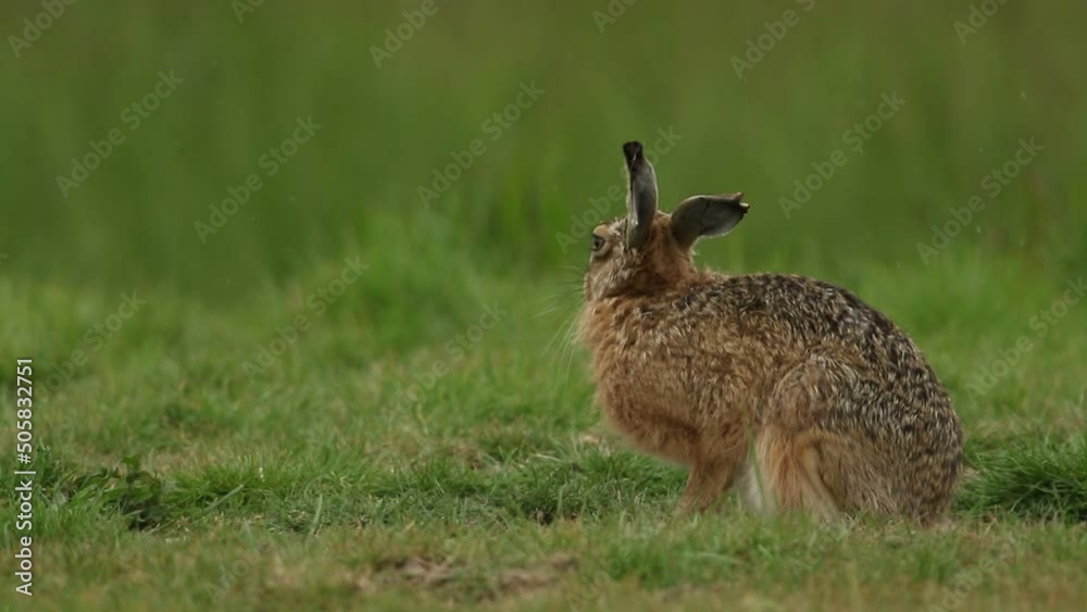 A Brown Hare, Lepus europaeus, sitting in a field in the pouring rain. A Brown Hare, Lepus europaeus, sitting in a field in the pouring rain.