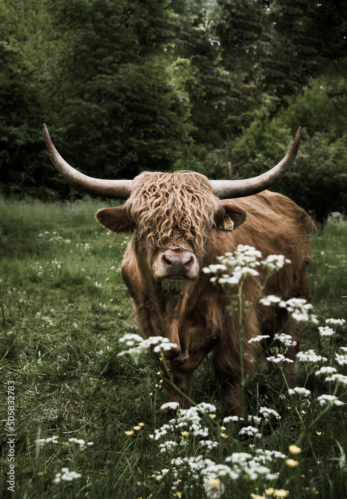 Schottischer Hochland Bulle auf Sommerweide mit Wildblumen und Schierling im Vordergrund