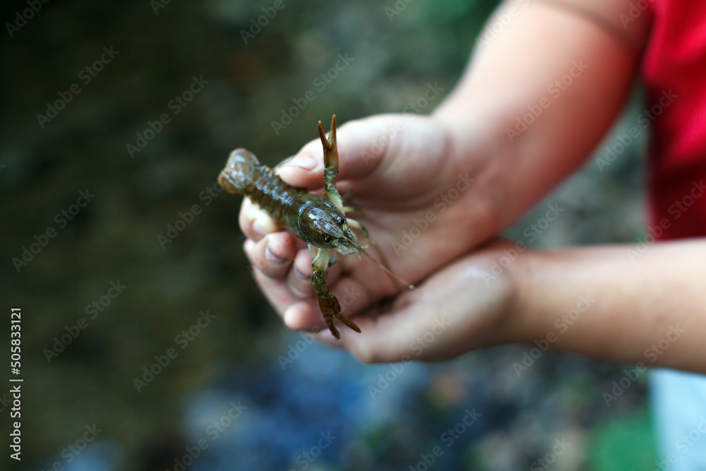Stone Crayfish Latin name; Austropotamobius Torrentium is an European specie of Freshwater Crayfish