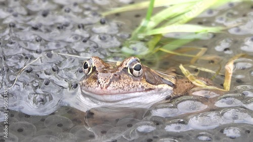 frog swim in the pond among the caviar photo