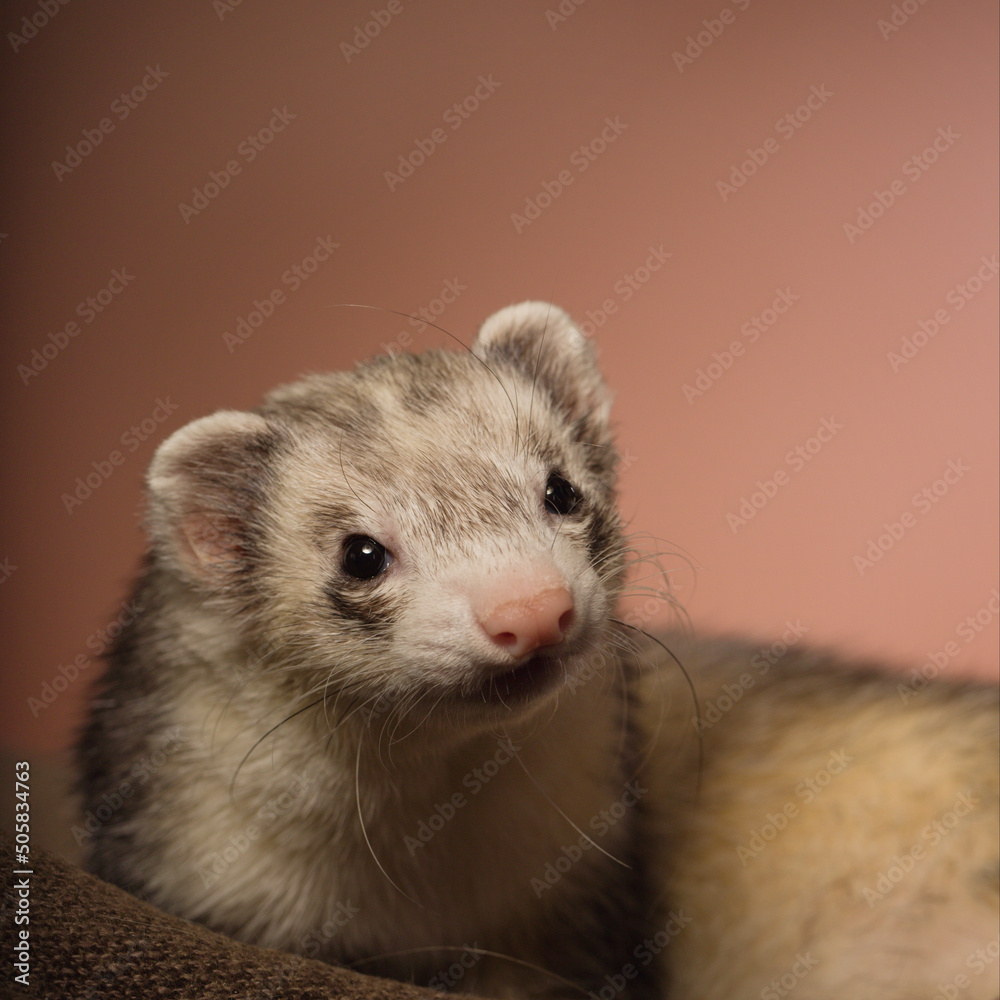Light ferret indoor posing on brown background for portrait in studio