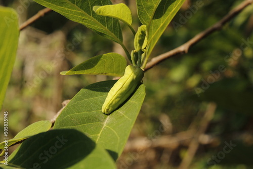 Annona squamosa or sugar-apple flower, Odisha, Bhadrak, India. photo