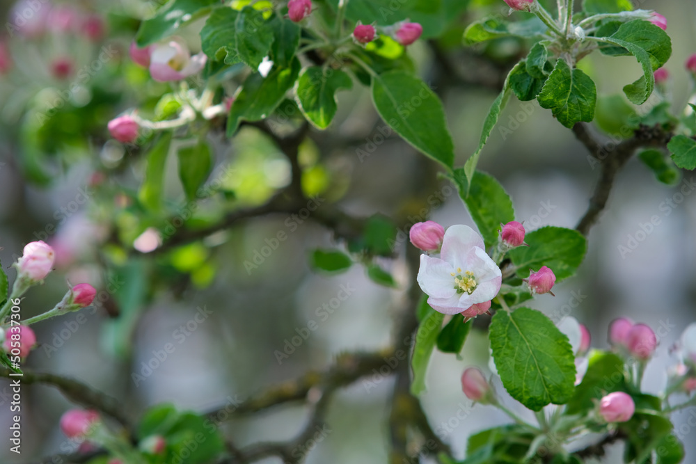 A branch of a blossoming apple tree. A branch of a blossoming apple tree.