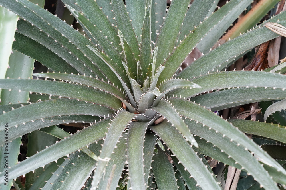aloe vera plants aloe vera plants