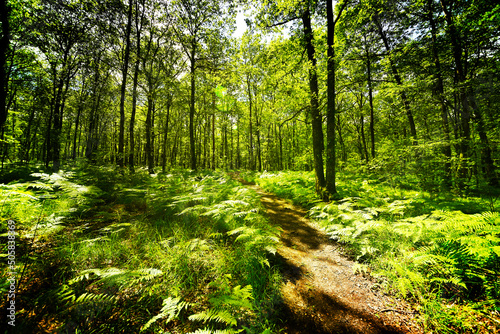 forêt de Brocéliande