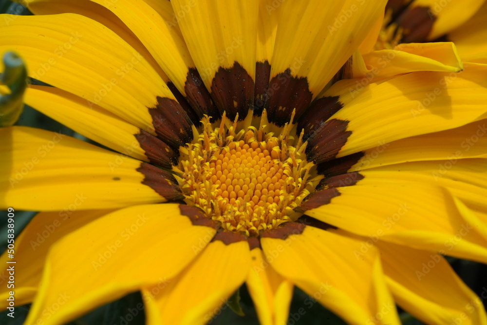 yellow Gazania (Gazania splendens) flower macro yellow Gazania (Gazania splendens) flower macro