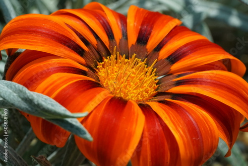 orange Gazania (Gazania splendens) flower