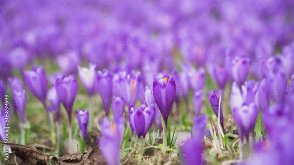 Crocus flowering. Meadow of beautiful purple crocus flowers on a spring lawn. Mountain flowers. Spring landscape. Crocus flowering. Meadow of beautiful purple crocus flowers on a spring lawn. Mountain flowers. Spring landscape.