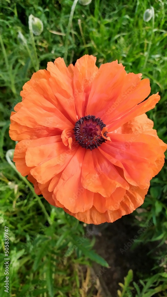 red poppy flower red poppy flower