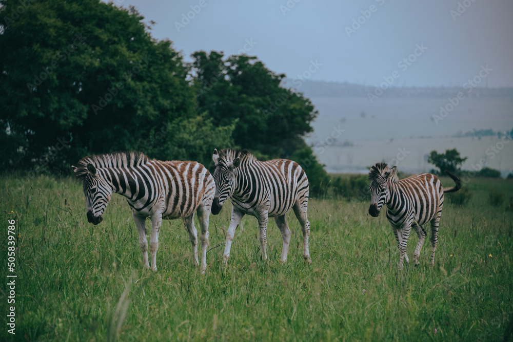 Obraz premium zebras in the wild (Rietvlei Nature Reserve, Pretoria, South Africa)