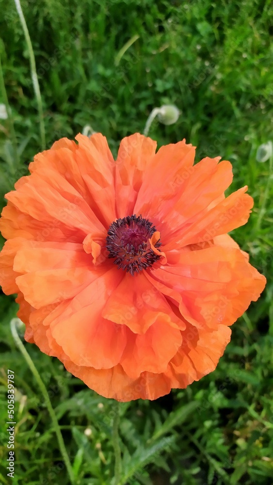 red poppy flower red poppy flower