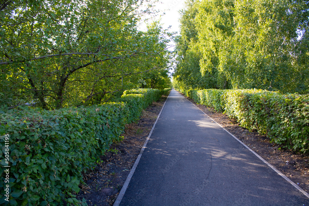 Walking path in the park with sunbeams. Asphalt path among bushes and trees