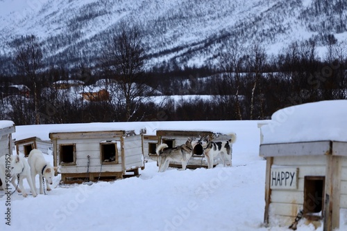 sledge dogs in snow near tromso norway in winter with snow