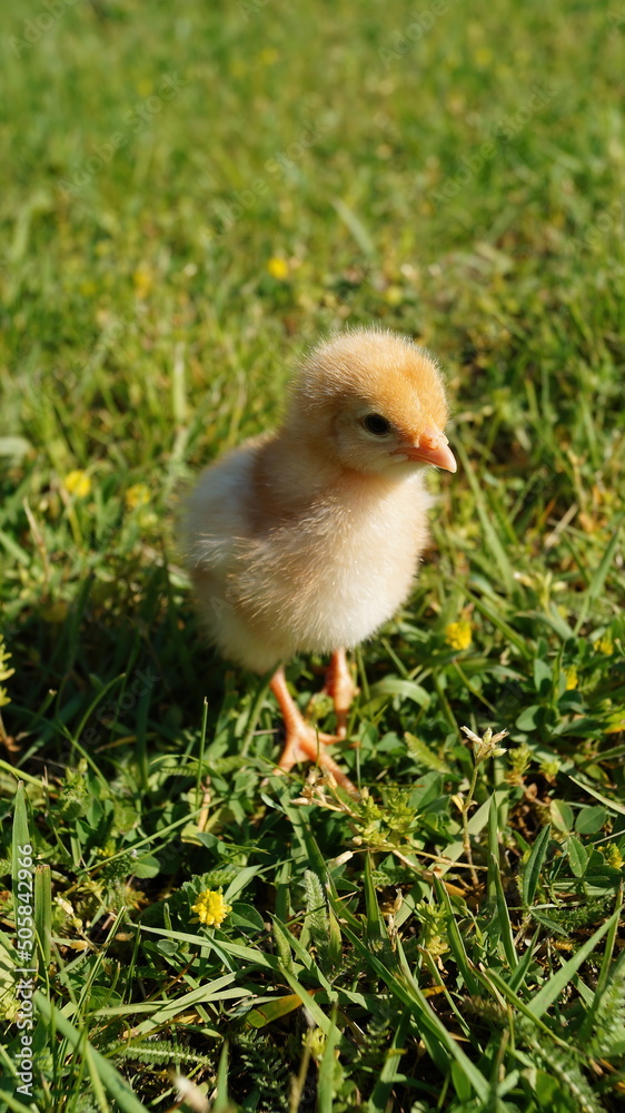 baby chicken in the grass