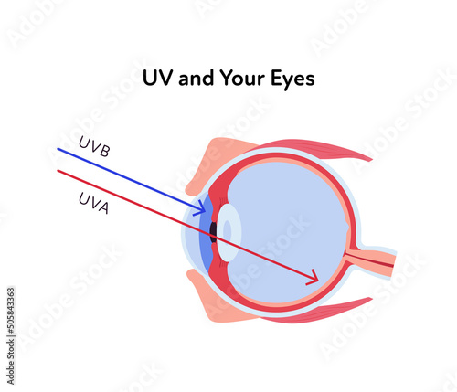 Uv rays and visible light healthcare infographic. Vector flat illustration. UVA, UVB, arrow and eye ball scheme. Design for uv awareness month and ophthalmology.
