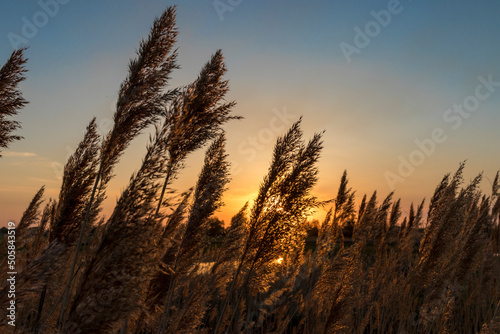 reeds blooming at sunset with a clear sky