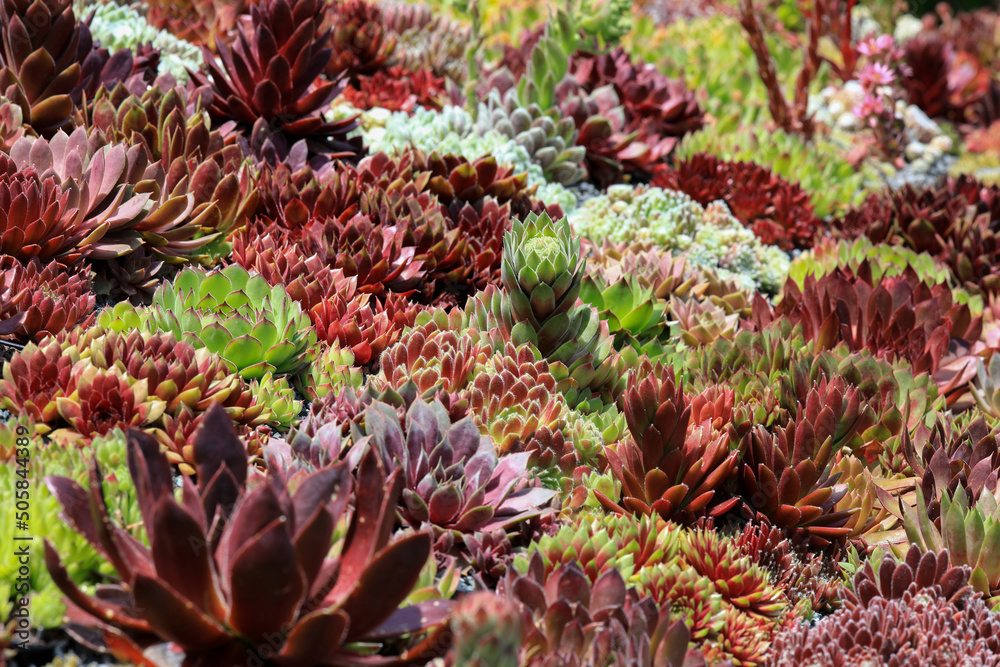 Box of beautiful Sempervivum - Houseleek plants are sitting together in the garden in bright sunshine and showing of their colours and shapes. Box of beautiful Sempervivum - Houseleek plants are sitting together in the garden in bright sunshine and showing of their colours and shapes.