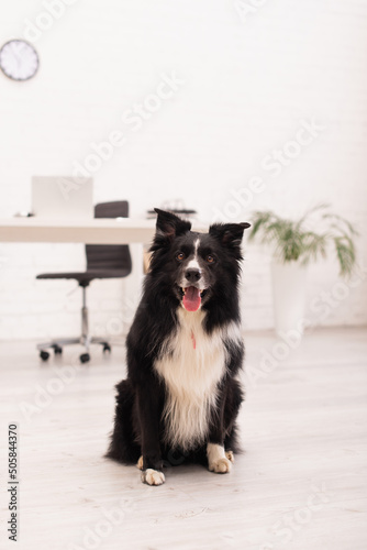 Border collie dog looking at camera in vet clinic