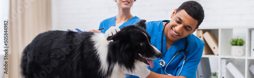 Canvas Smiling african american doctor in latex gloves examining border collie near col