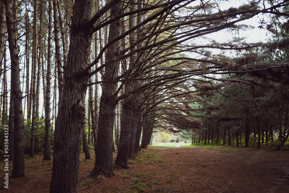 Redwoods forest in Rotorua, New Zealand Redwoods forest in Rotorua, New Zealand