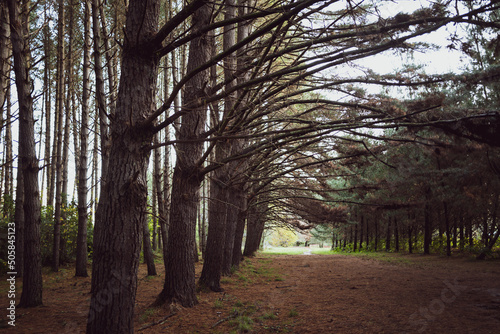 Redwoods forest in Rotorua, New Zealand