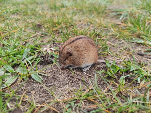 mouse in the grass