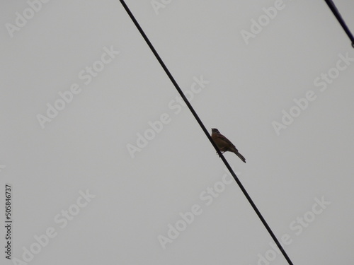 電柱のケーブルで休憩する小鳥