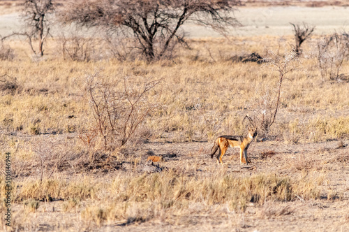 Fototapeta Naklejka Na Ścianę i Meble -  A side-striped Jackal -Canis Adustus- hunting for prey in Etosha National Park, Namibia.