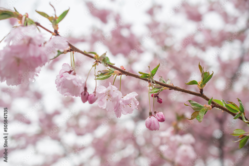 Sakura tree during spring season, Cherry blossom bloom Sakura tree during spring season, Cherry blossom bloom