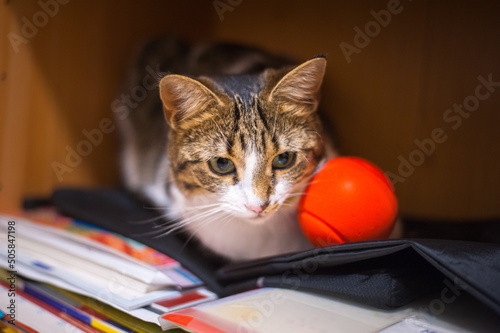 young playful cat with a red ball