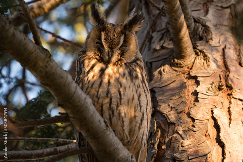 Eine Waldohreule sitzt im Baum und döst im ersten Sonnenlicht.
