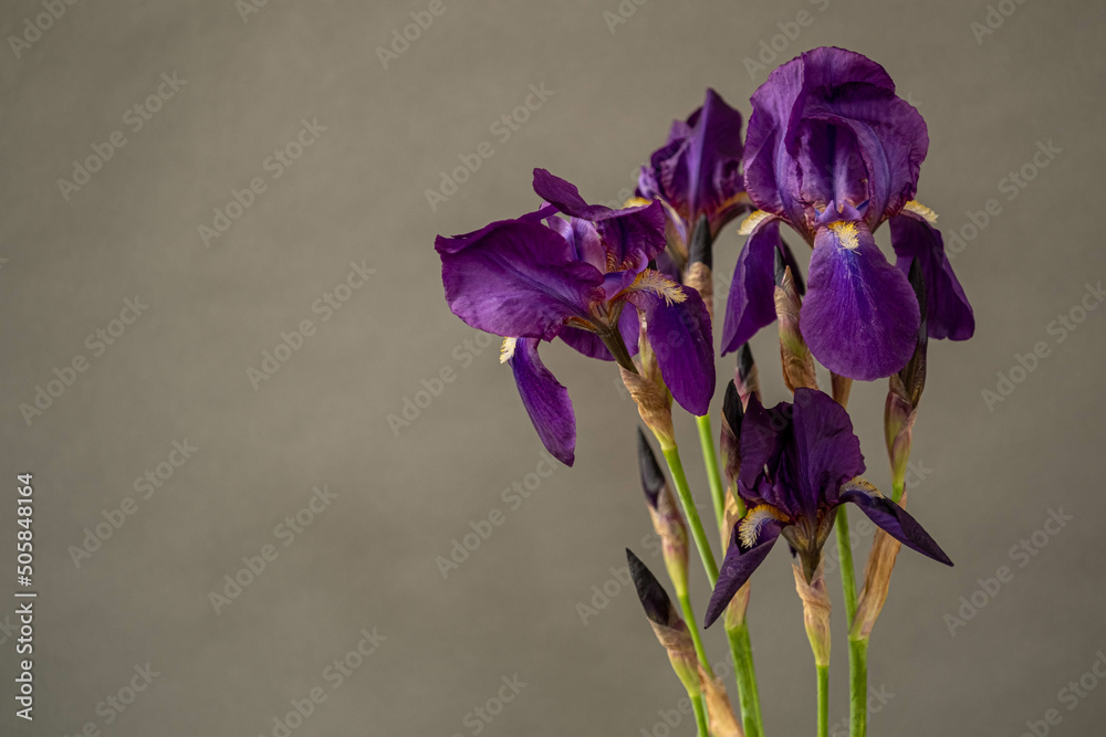 Bouquet of purple irises on a gray background. Moody flora and copy space.