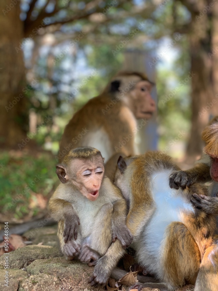 Opiekuńcza rodzina małp.  - obrazy, fototapety, plakaty 