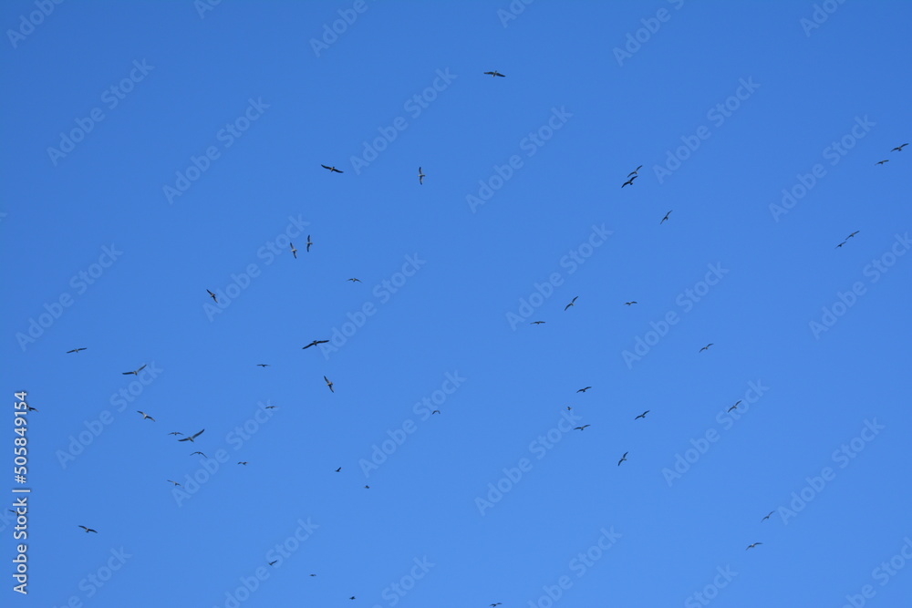 birds in flight birds in flight