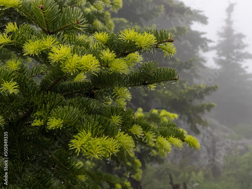 fresh new shoots and growth time of spruce tree photo