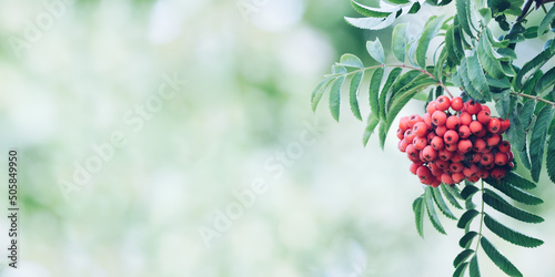 Red rowan berries on a green blurred background in a summer forest.